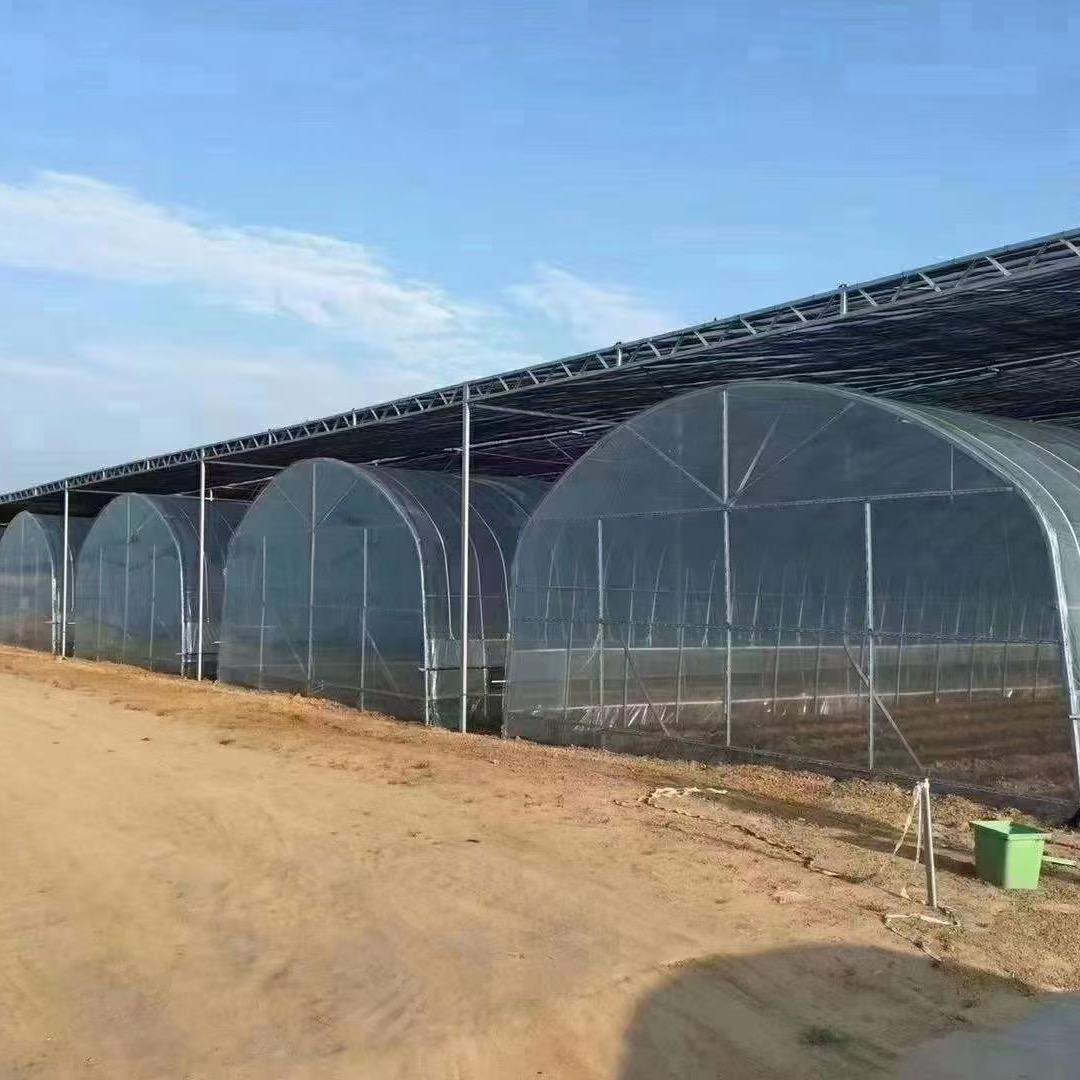 天津温室大棚实体厂家