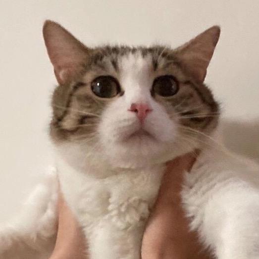 臭小耗本耗