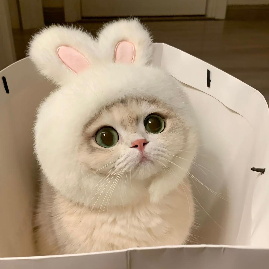 哎呀呀丫