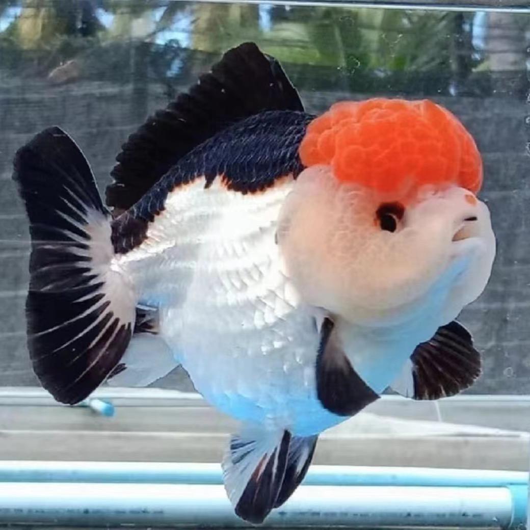 梅梅金鱼