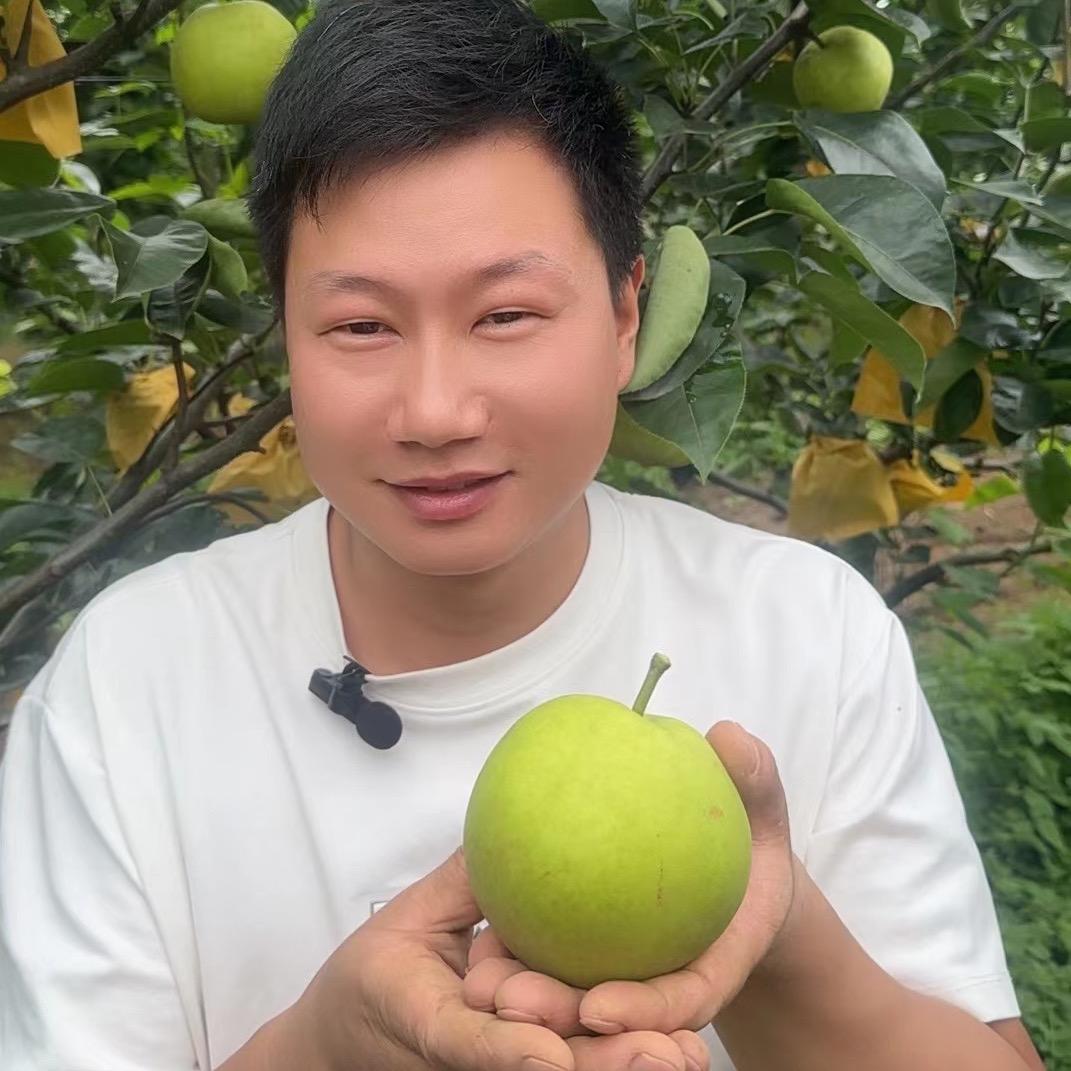 百里洲沙梨