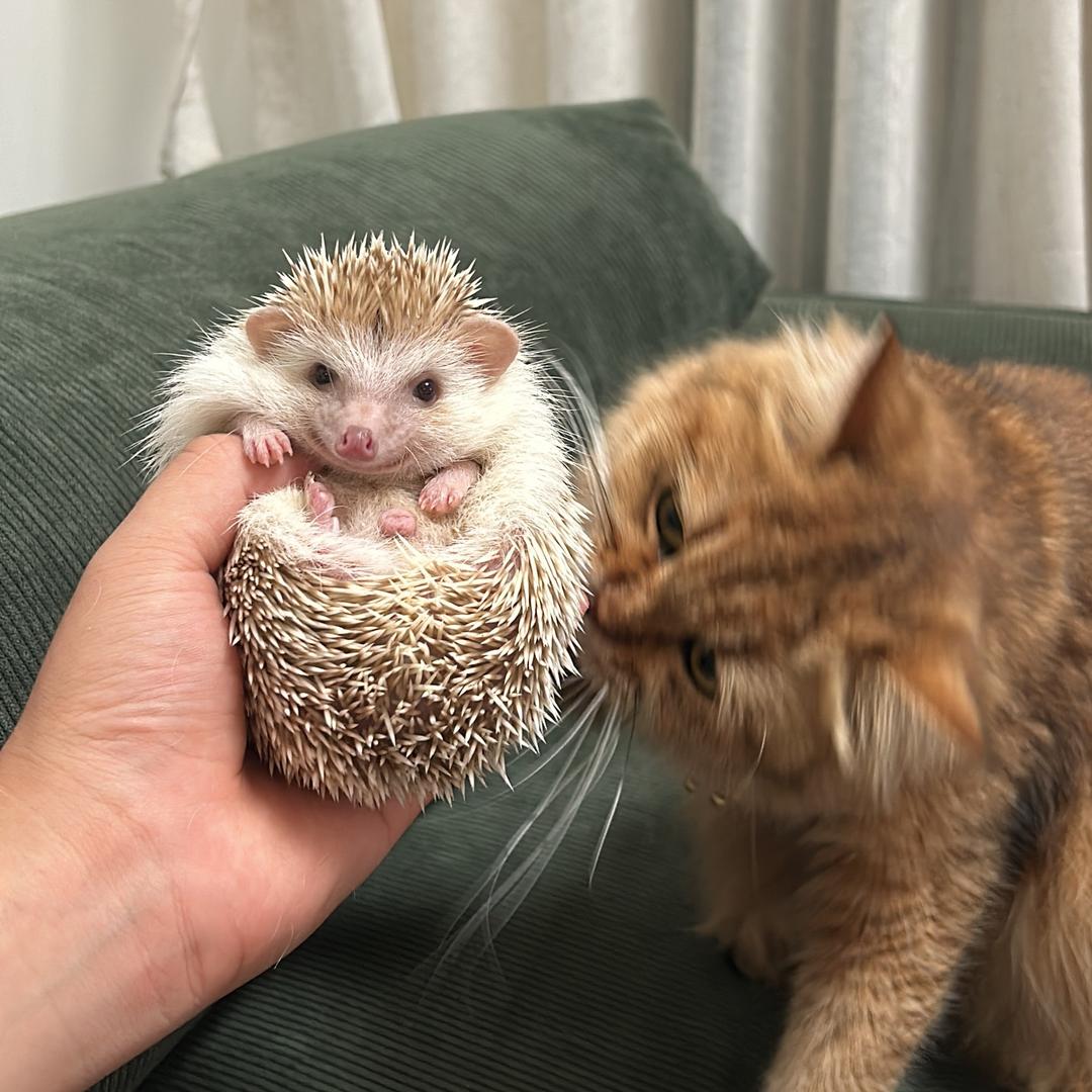 招财与进宝🦔