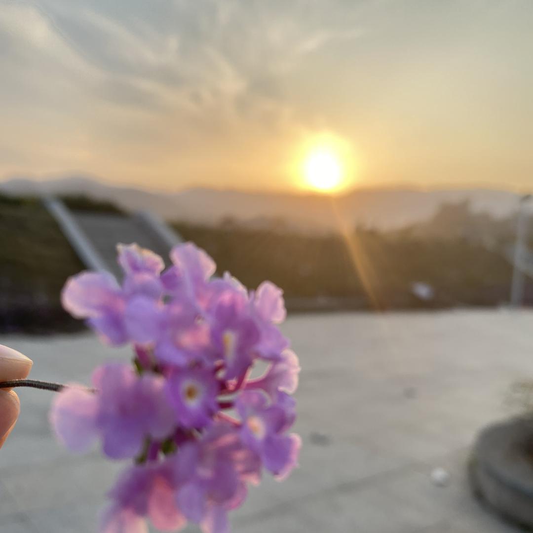 吴树根园艺