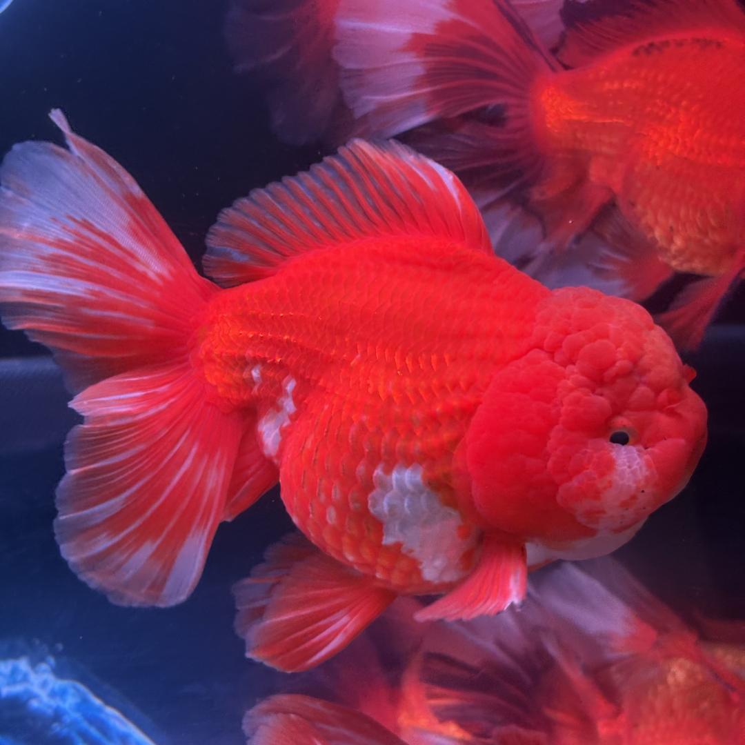 波妞精品泰狮金鱼