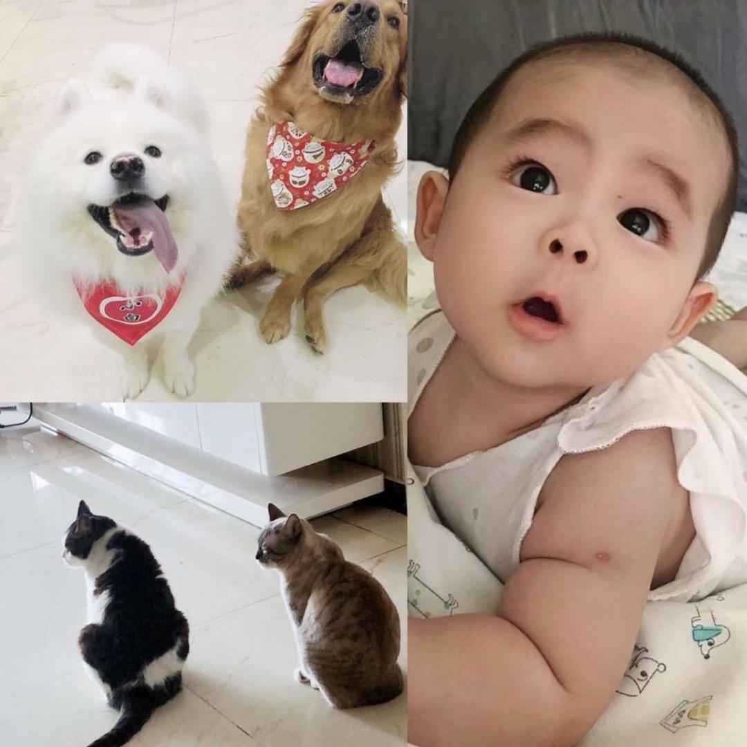 年年家的猫狗大队