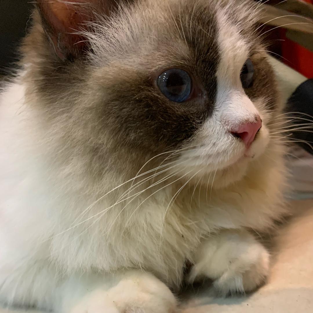 Sugar