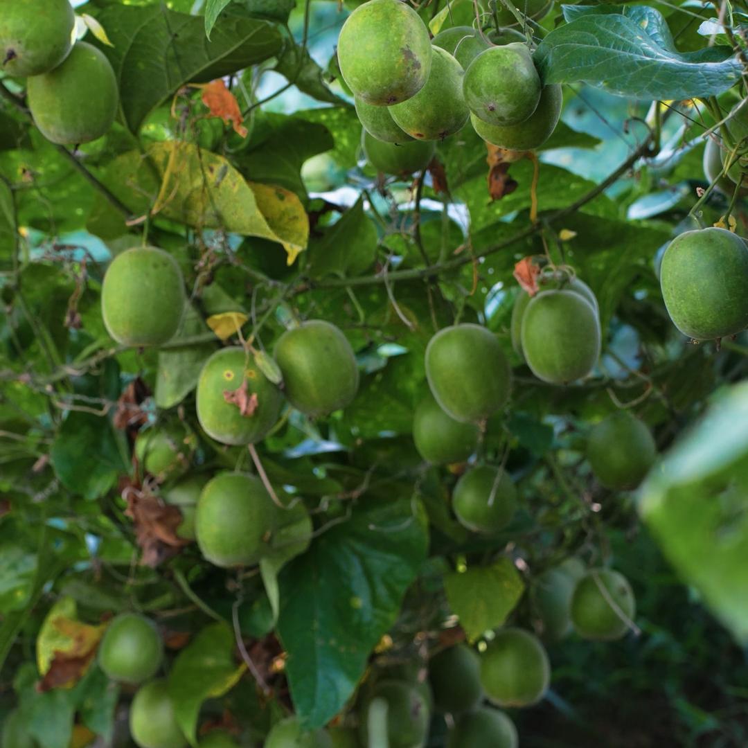 青藤仙仙宏星食品专卖店来财精选