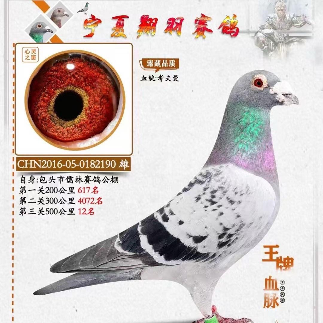 宁夏翔羽赛鸽🕊️