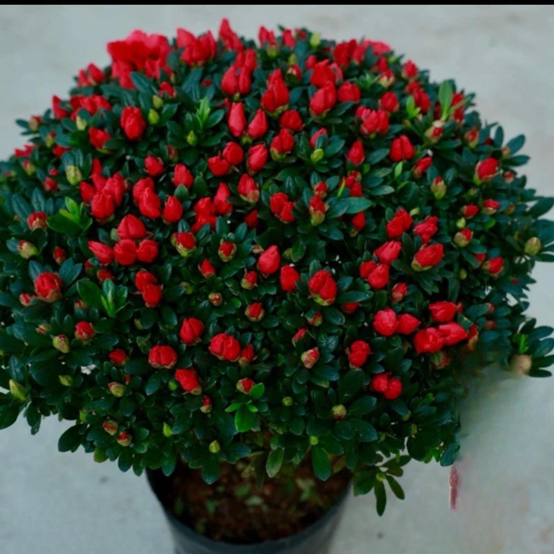 花开富贵88