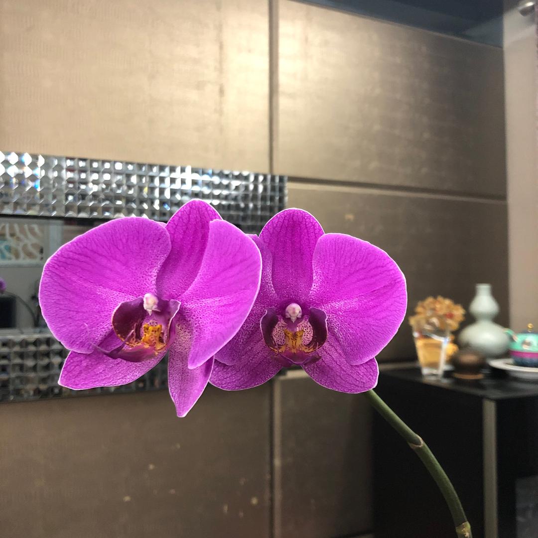 银子Chen