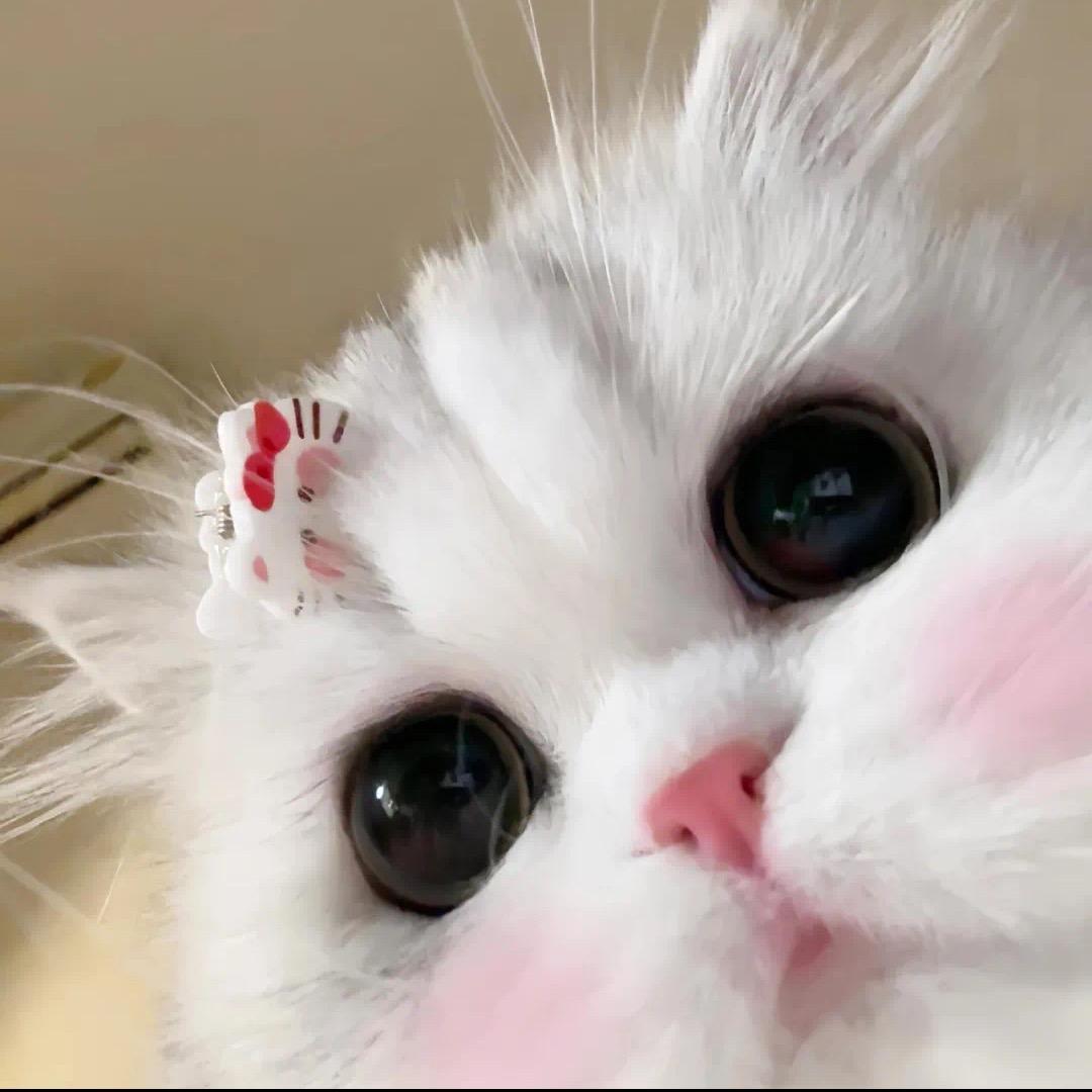 养只猫