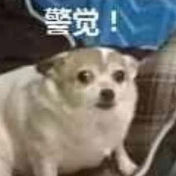 仓樱拍子