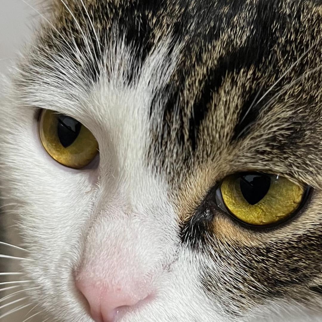 🌈招财猫😺🌈