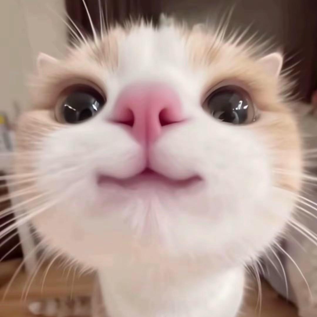子崽鱼小