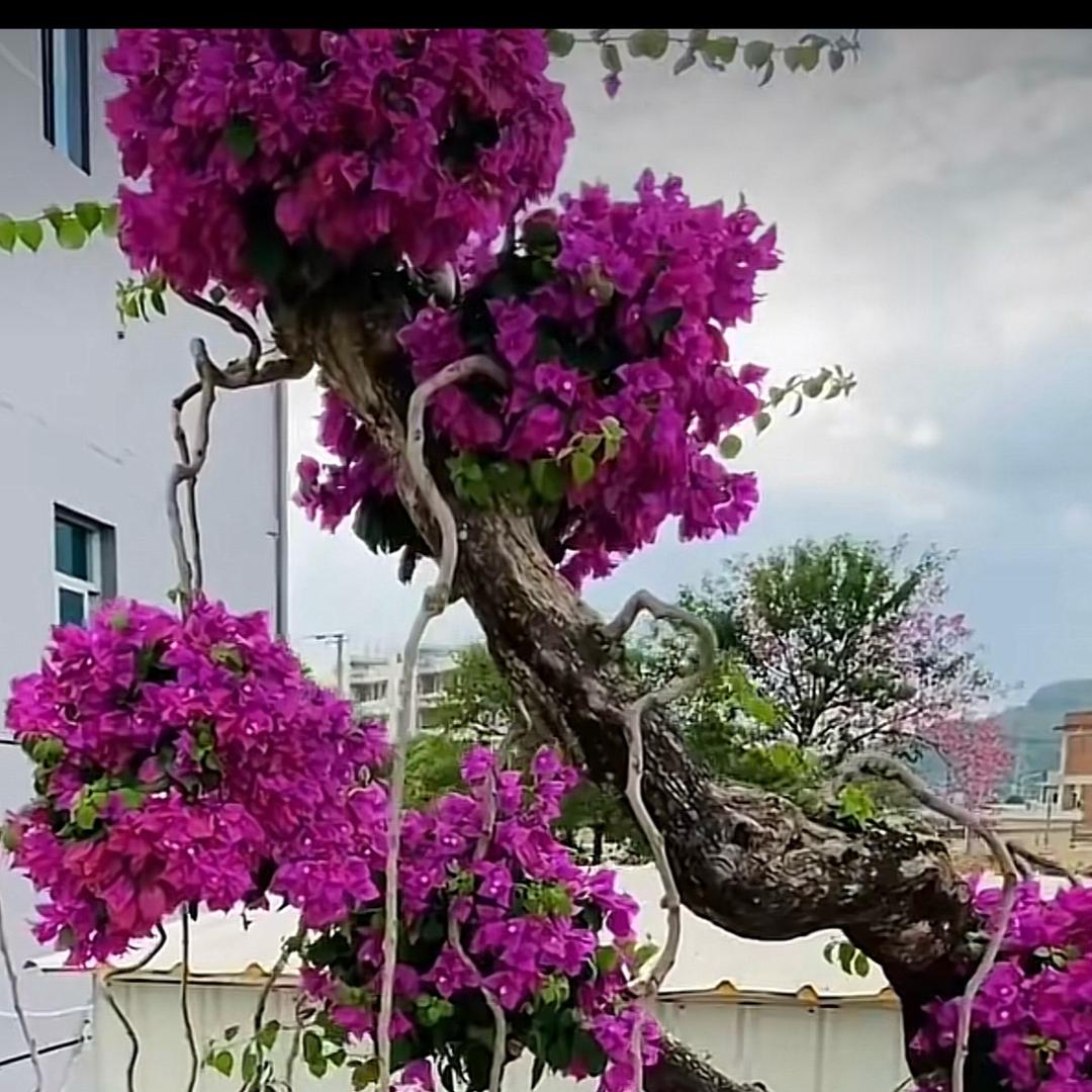 月伴花卉园艺