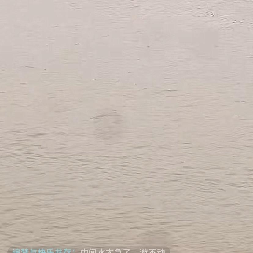 鱼飞
