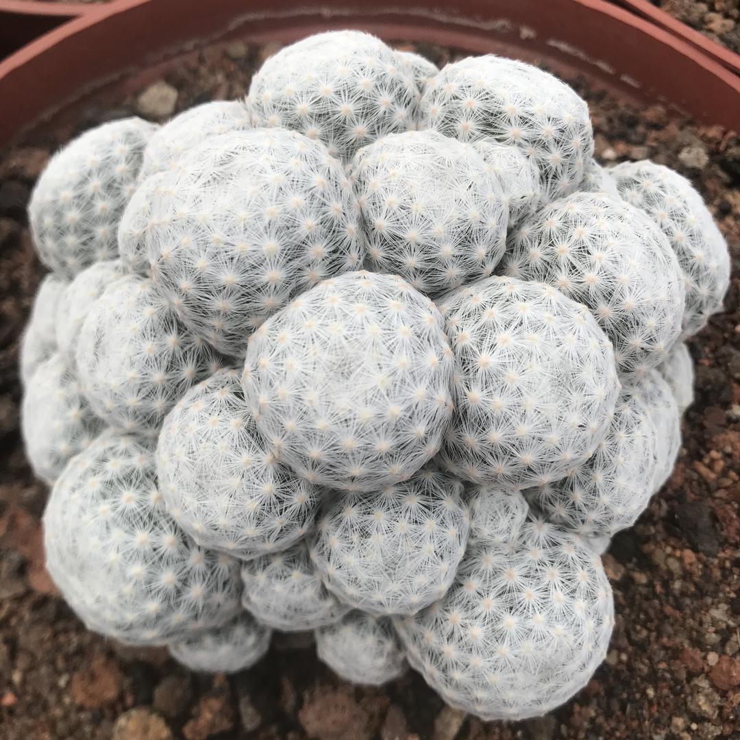 鹏发花卉