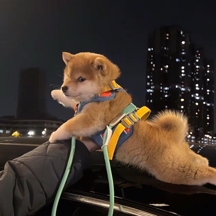 普拉蒂尼