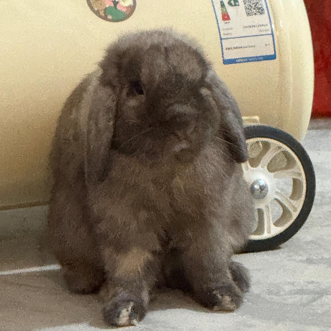 杜王町普通上班族屑老板