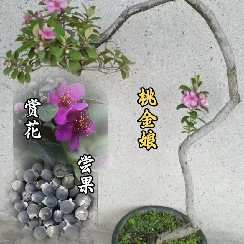 老杨园林居