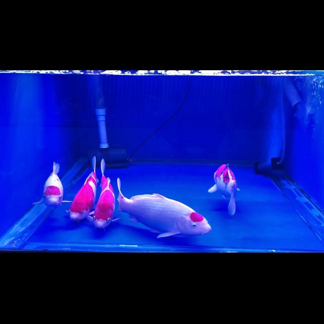 烟台天缘锦鲤02