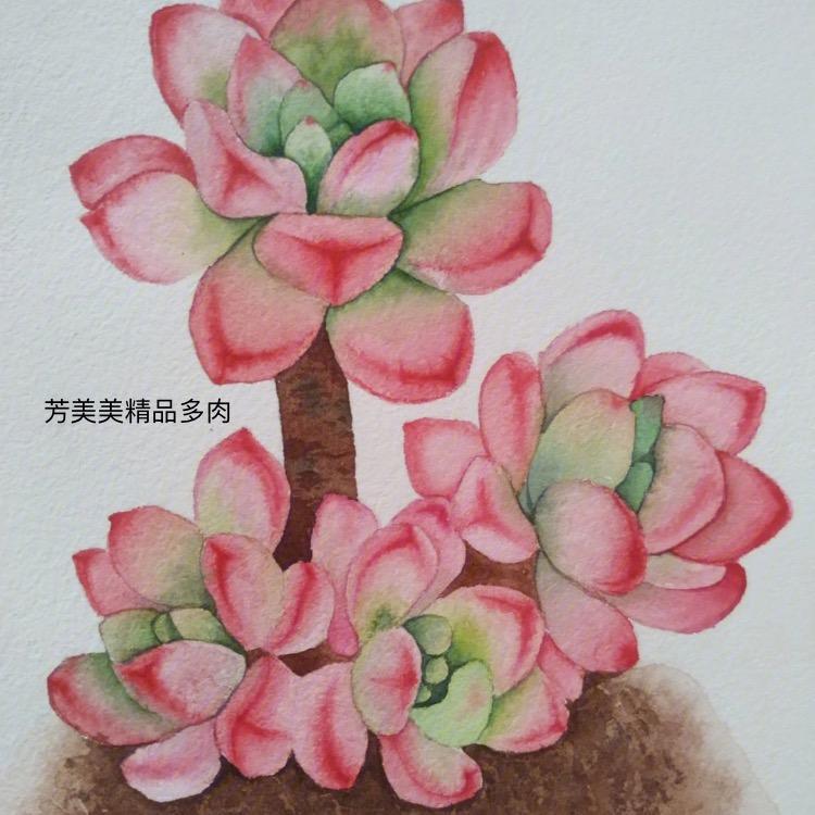 芳美美·精品多肉