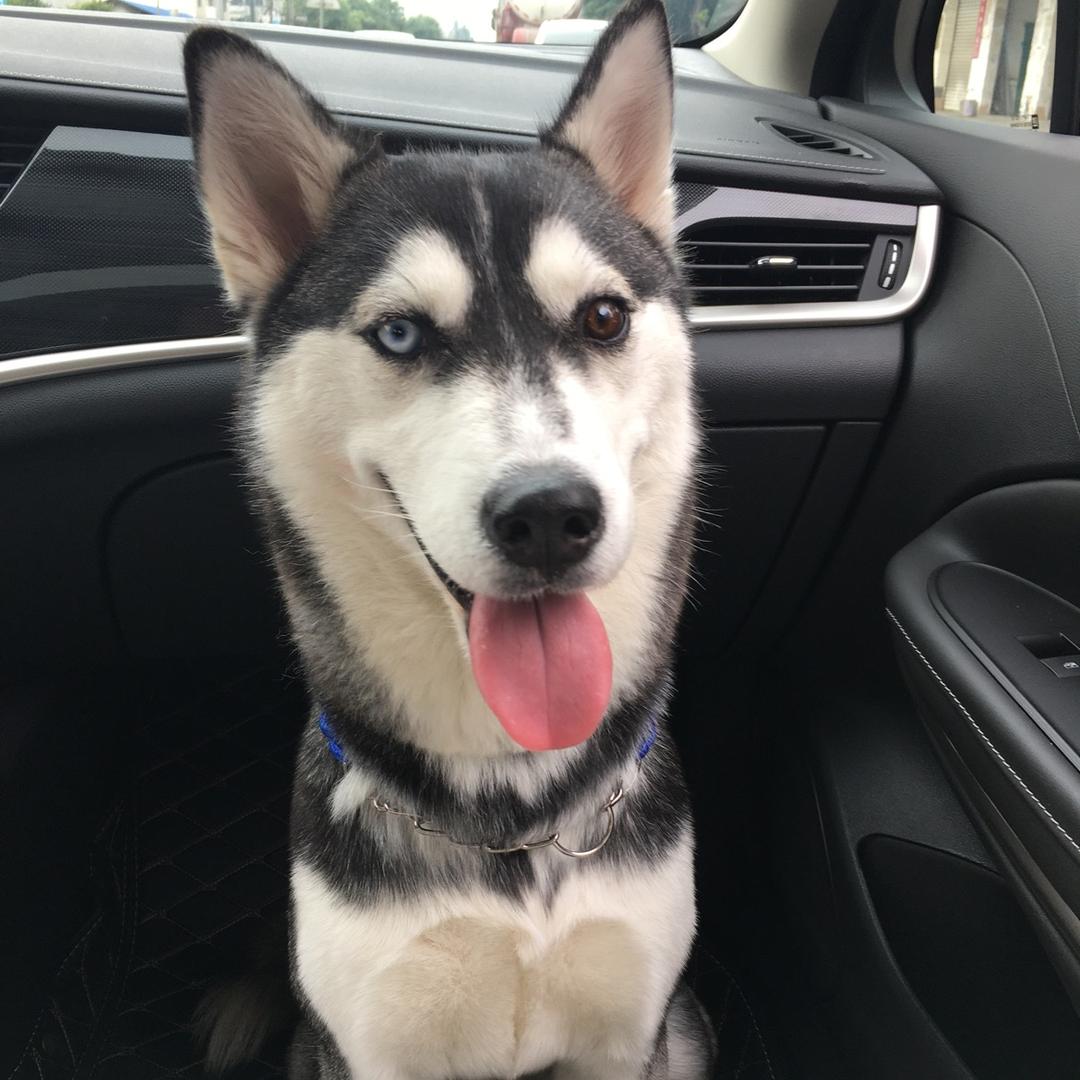 迷你哈士奇双双🐶
