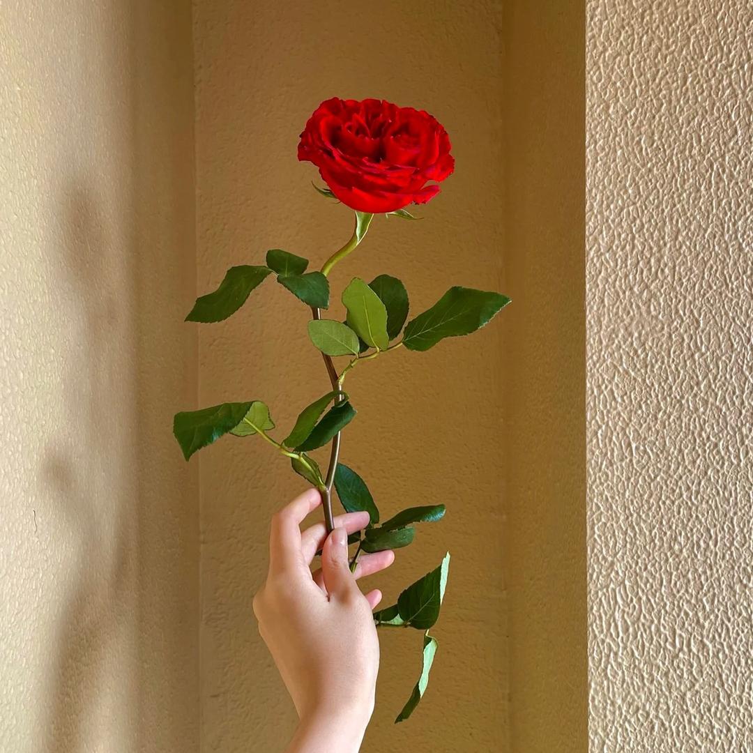 李想鲜花