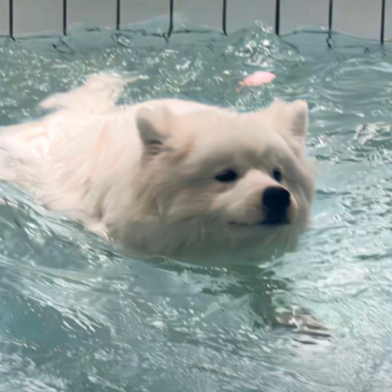 小龟