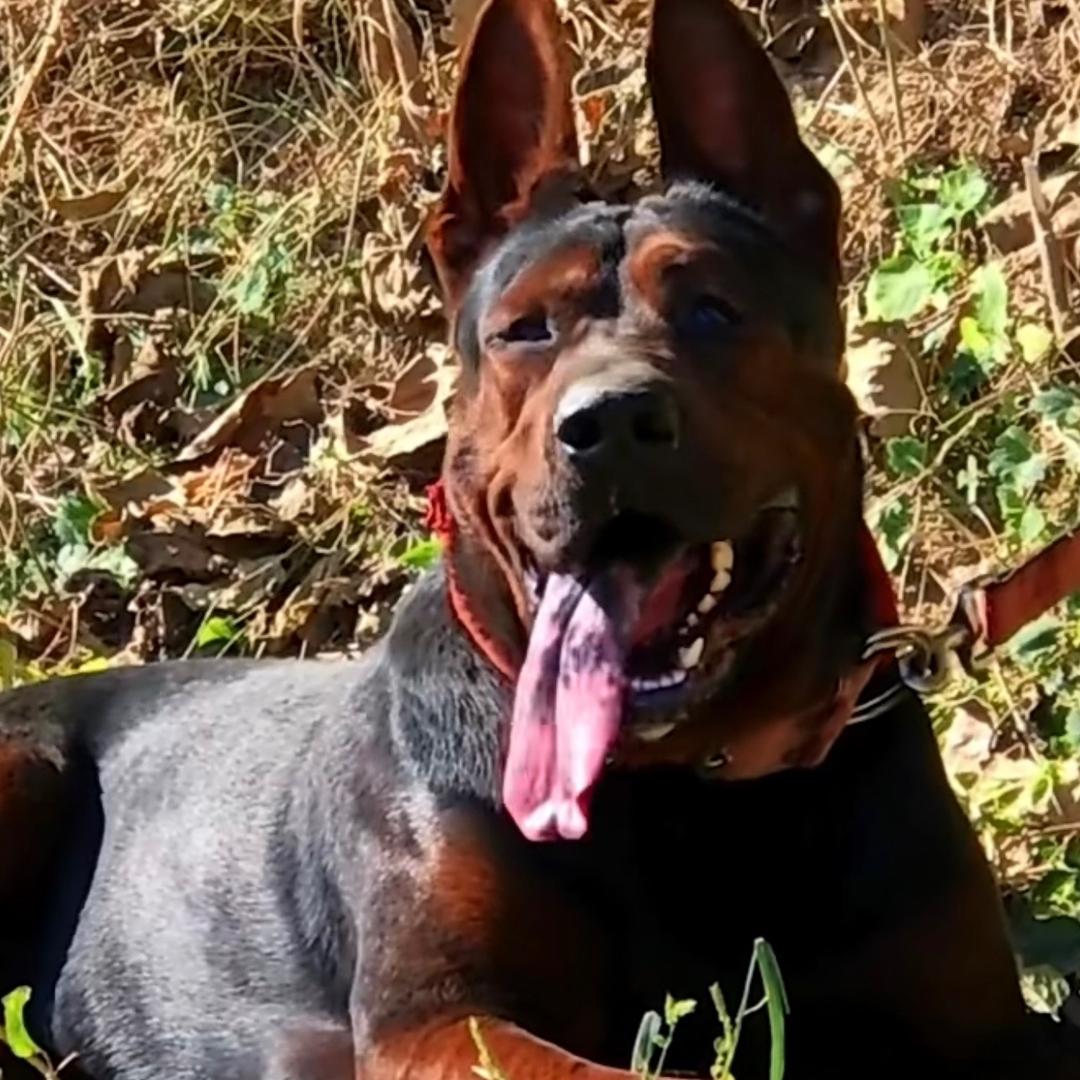 樱橘魁犬俱乐部