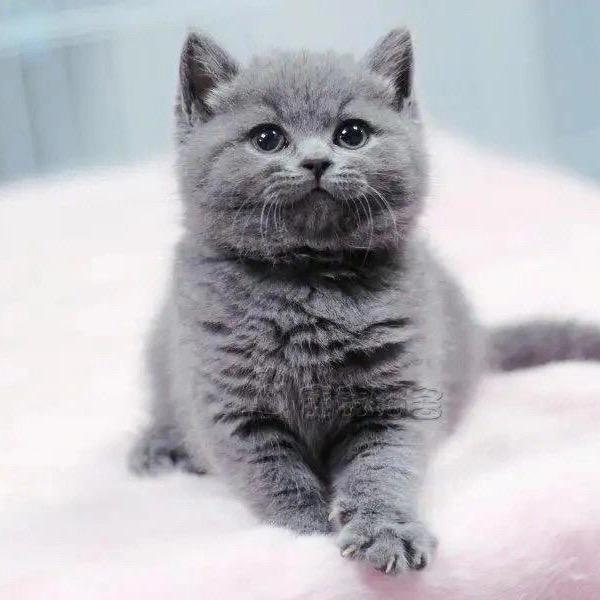 马鞍山一一安孟猫舍呀
