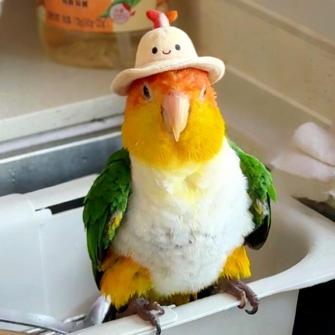 菠萝萝