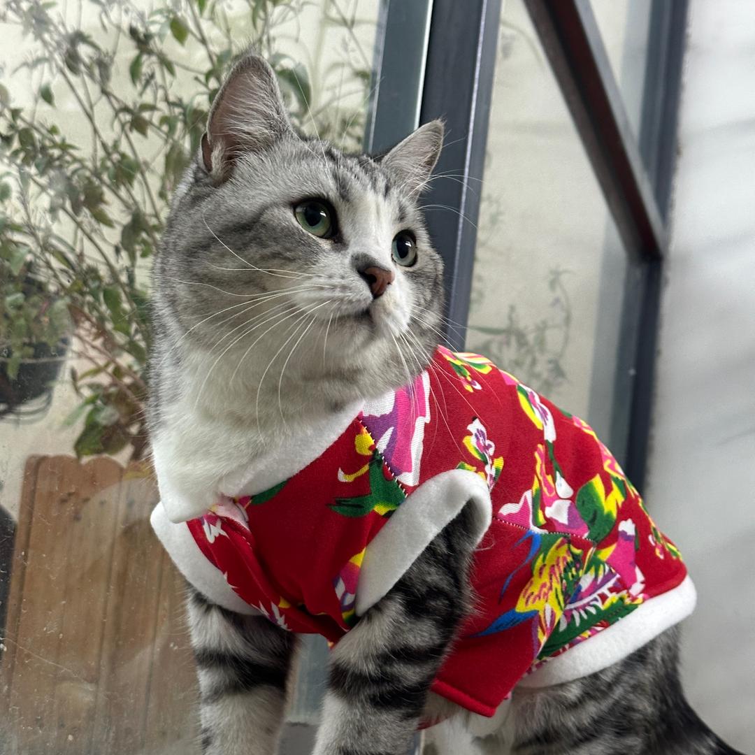 五花肉不是烤肉