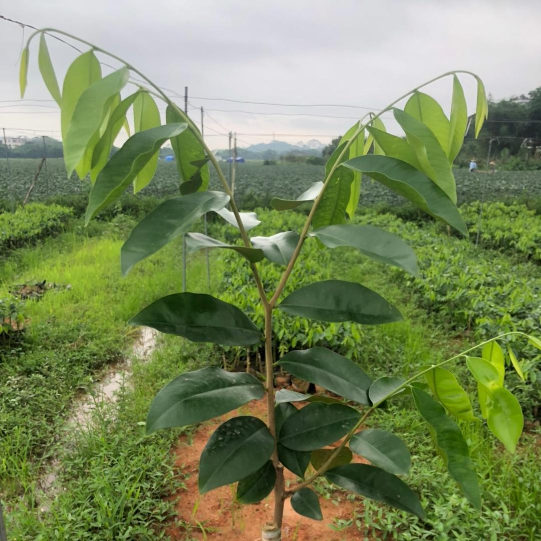 沉香小炮哥《罗门黑棋》