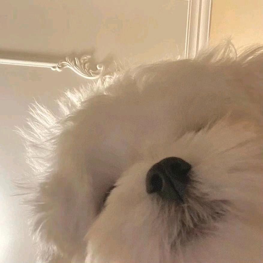 小猪ovo