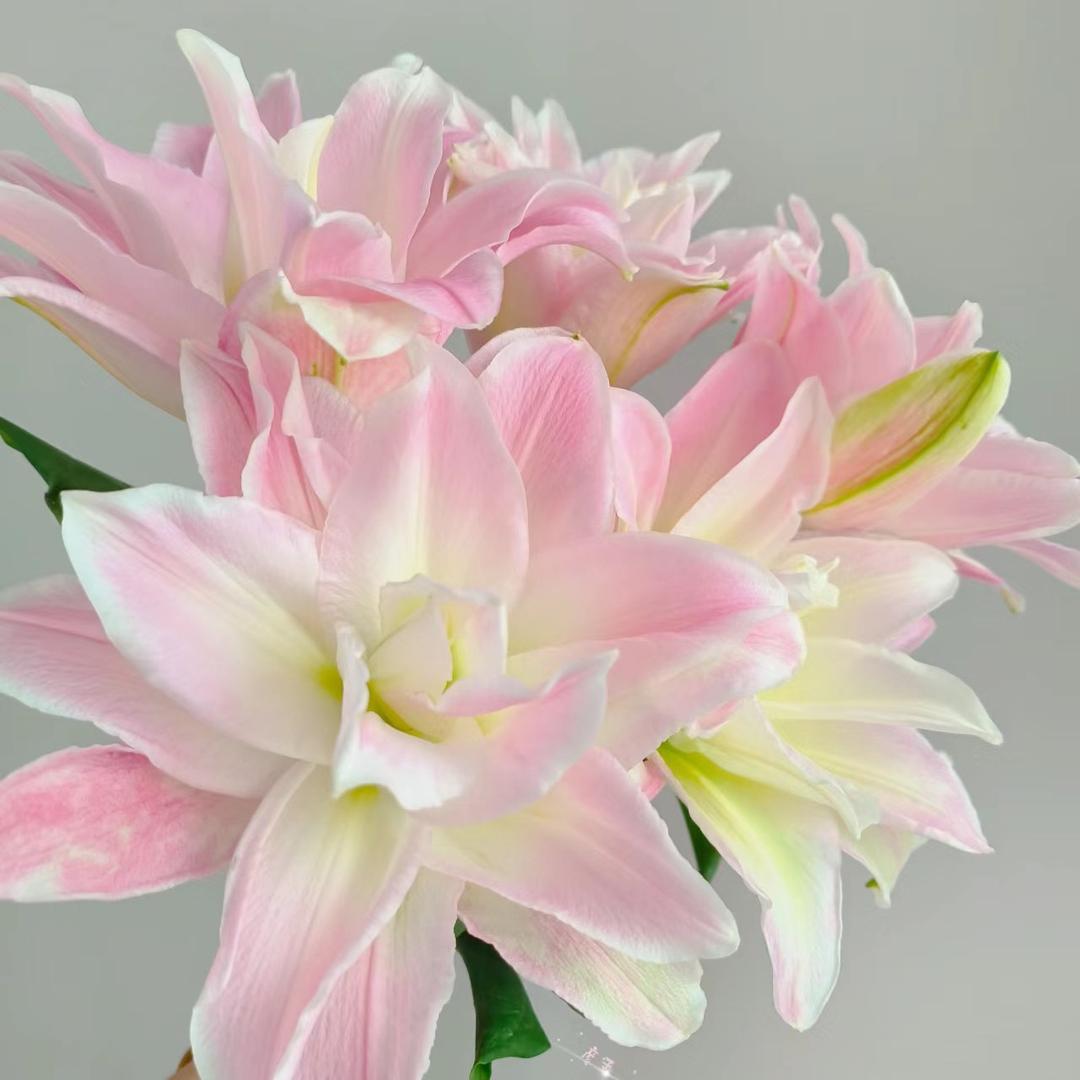 花语传说