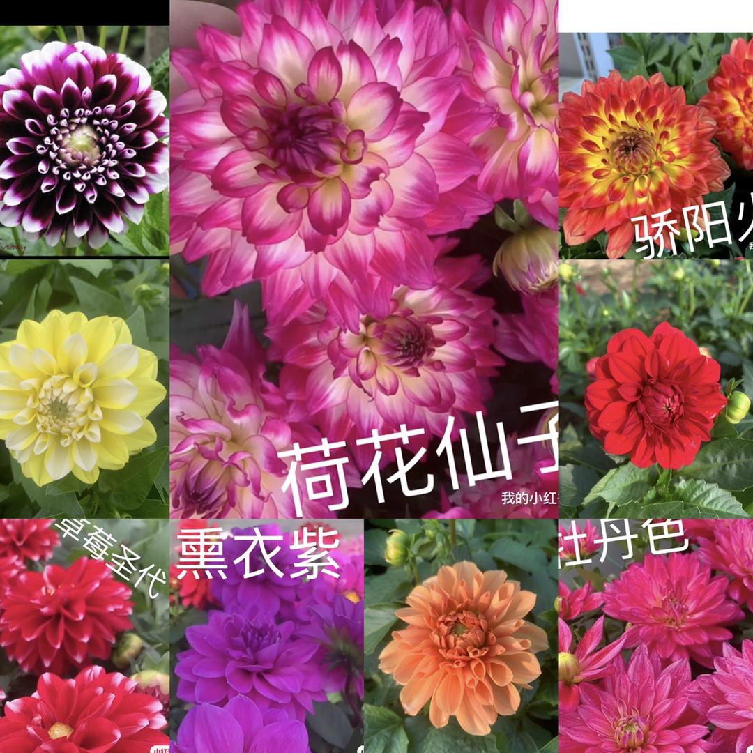 糖糖花卉(大丽花穴盘苗生产中欢迎预定)