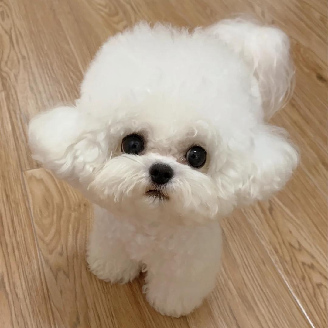 小六宝贝是比熊