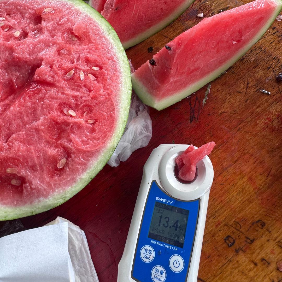 种西瓜的大老鼠🍉