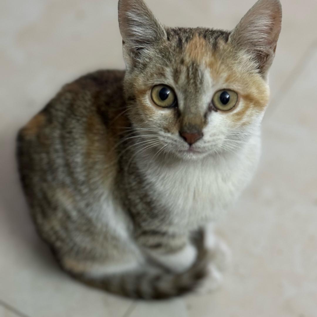 🐱想🐟