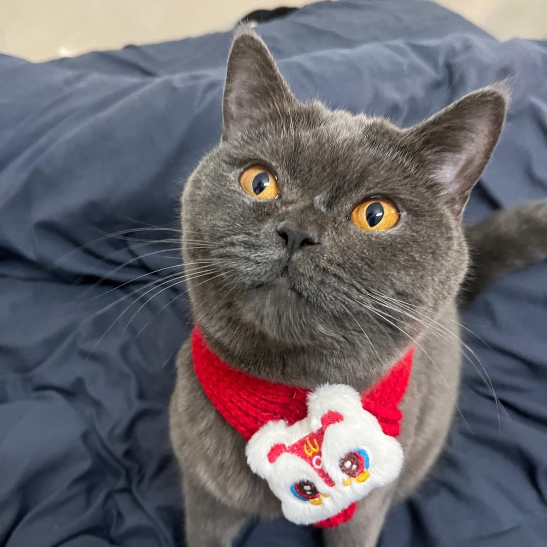 养了两只猫
