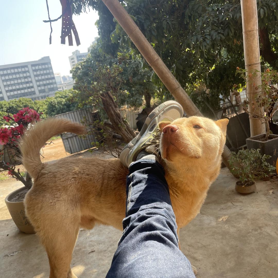 虎门镇土狗宠物店