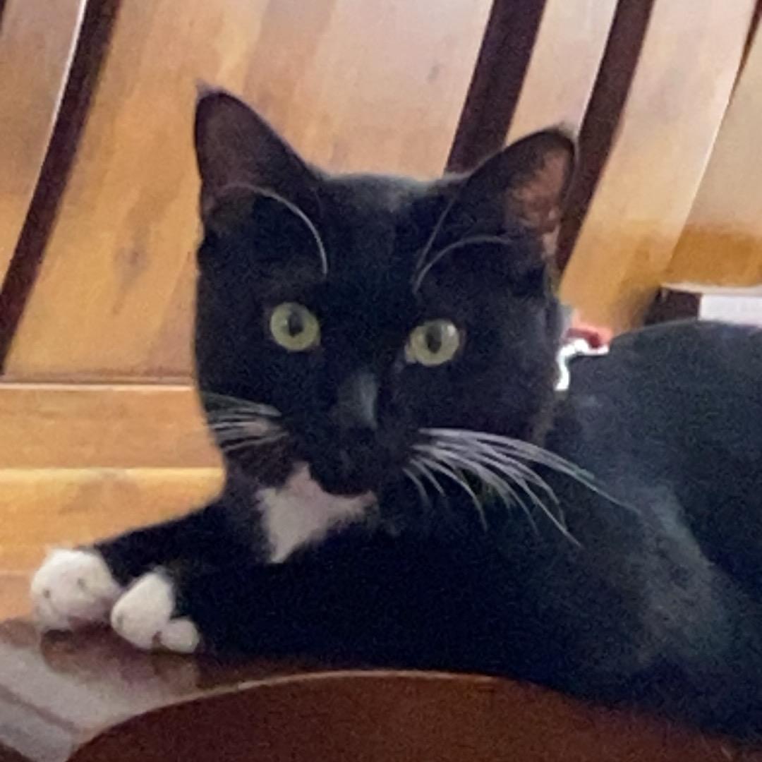 一只猫