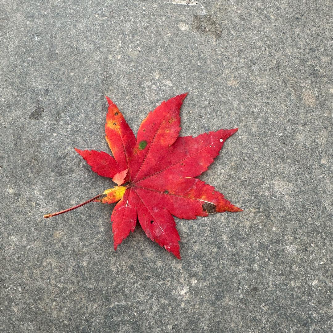 娜芳华