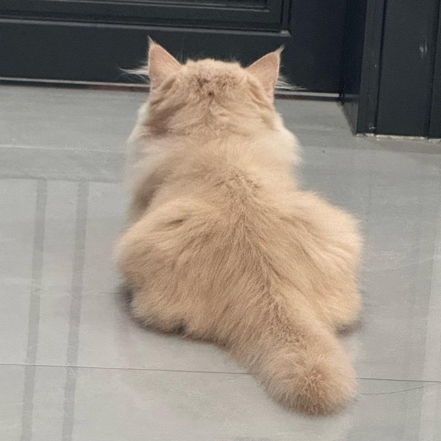 小西瓜