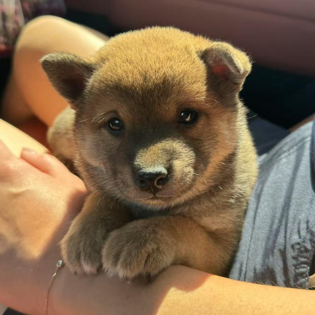 小狗七喜🐶