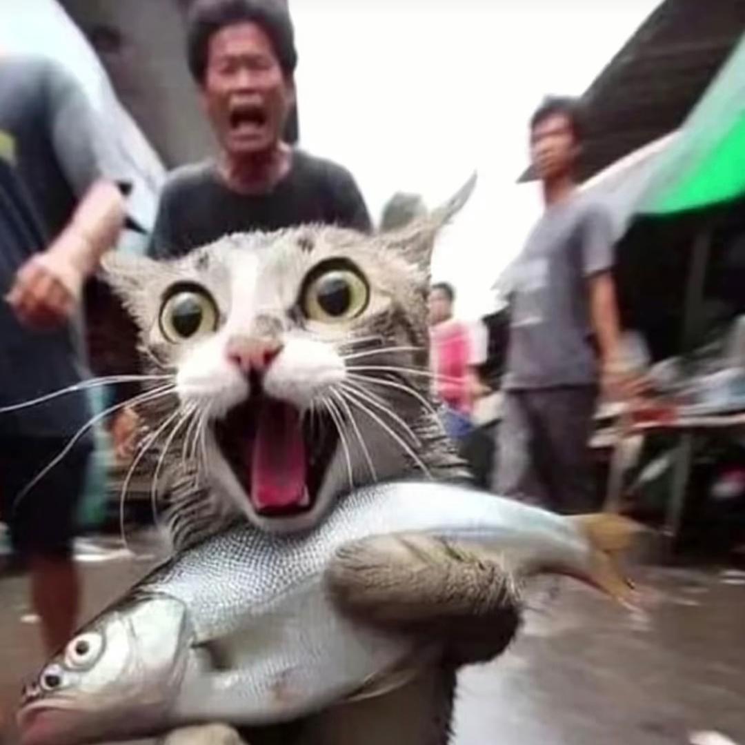 肥猫