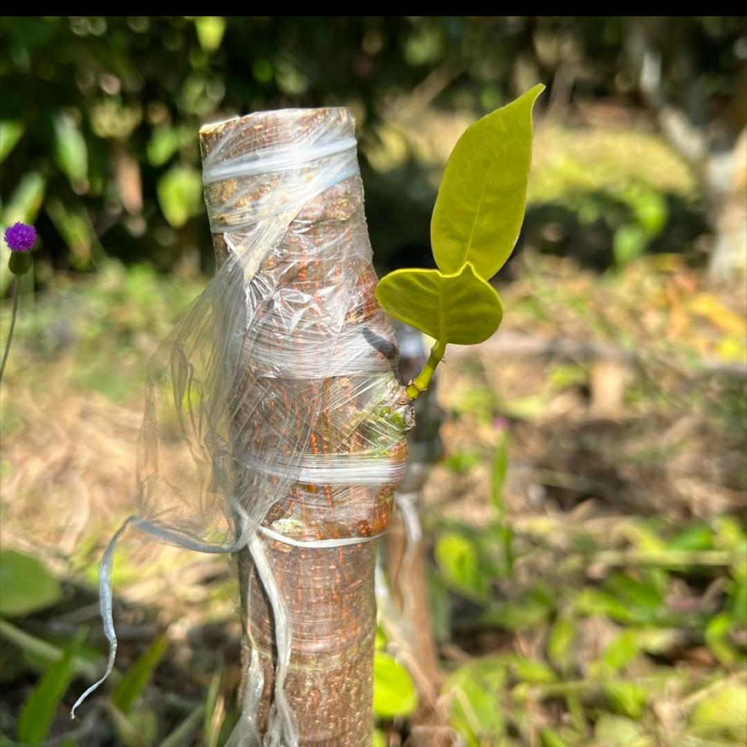 果树嫁接育苗基地