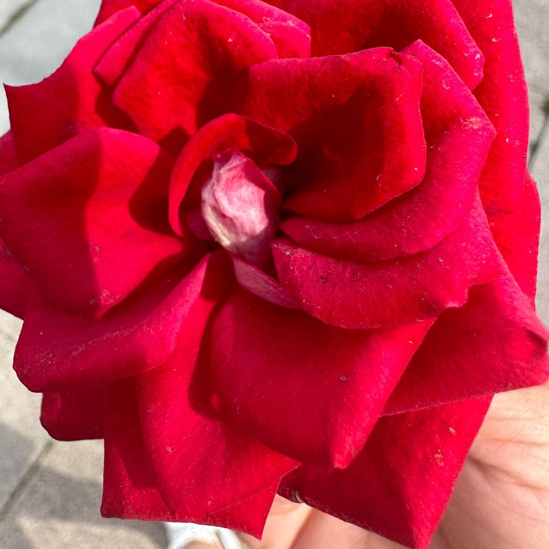 .春花秋月