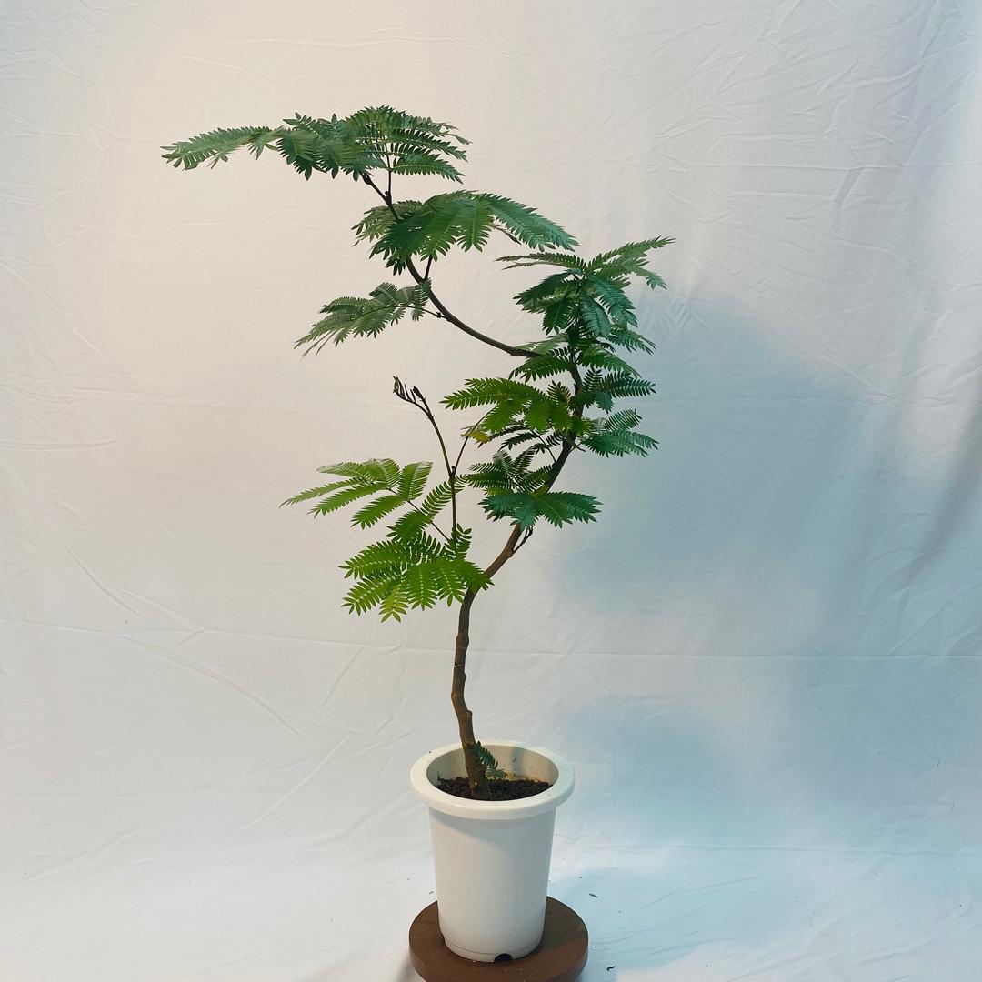 热植优选(密叶猴耳环)